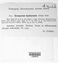 Sorosporium syntherismae image